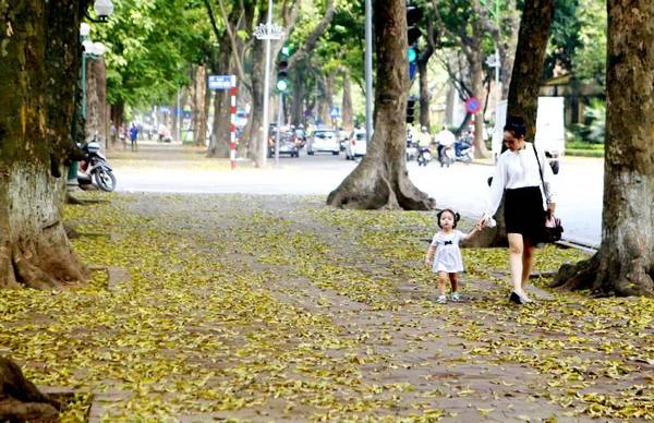 Tháng tư là mùa sấu thay lá, cả con phố này trải lá vàng ruộm dưới chân nhưng phía trên lại xanh mơn mởn màu lá non.