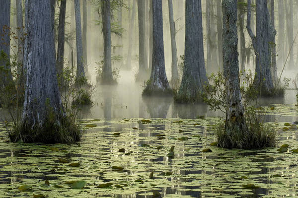 4. Khung cảnh lãng mạn vào buổi sáng sớm của Cypress Gardens ở South Carolina từng xuất hiện cùng bầy thiên nga trong một cảnh phim nổi tiếng của bộ phim The Notebook. Chắc hẳn không ít người muốn được một lần bơi thuyền trong khung cảnh mờ ảo của khu rừng ngập nước như hai nhân vật chính trong bộ phim tình cảm lãng mạn bất hủ này.