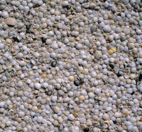 Vỏ sò nhiều đến mức chúng kết dính với nhau tạo thành một loại đá vôi đặc biệt gọi là coquina, được khai thác làm vật liệu xây dựng cho đến khi tổ chức UNESCO bảo vệ vào năm 1991.