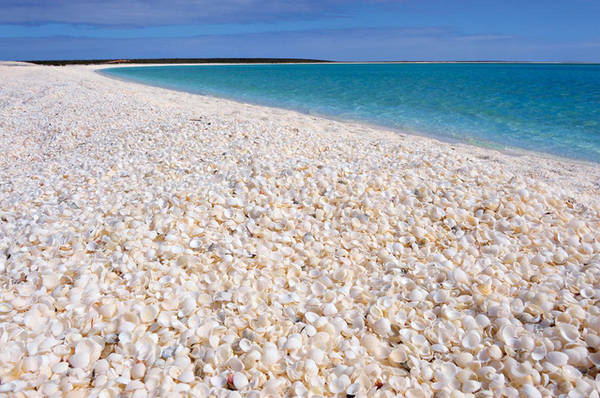 Bãi biển Vỏ Sò trải dài hơn 110km, bao phủ bởi một lớp vỏ sò dày tới 10m. Đây là vỏ của Fragum erugatum, một loại nhuyễn thể thuộc họ Cardiidae phân bố chủ yếu tại vùng biển ngoài khơi bang Western, Australia.