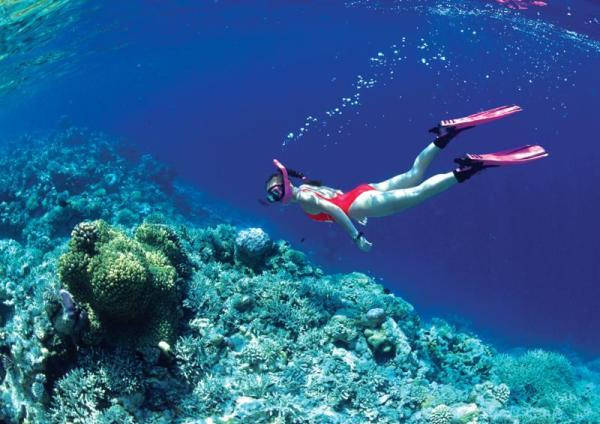 Trải nghiệm lặn ngắm san hô ở Côn Đảo. Ảnh: Con Dao Explorer
