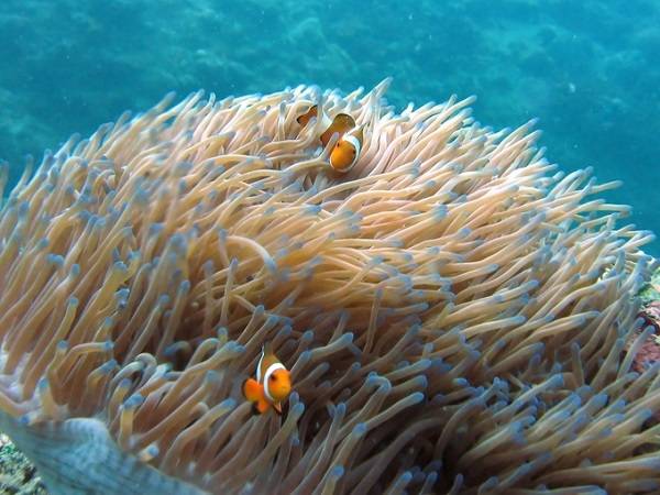 Lặn biển ở quần đảo Perhentian giữa Đông Bắc Malaysia và Thái Lan, bạn sẽ được chiêm ngưỡng những rặn san hô đẹp, rùa biển, cá mập... Nước biển trong veo là điều kiện lý tưởng để ngắm hệ động thực vật sinh động dưới mặt nước.