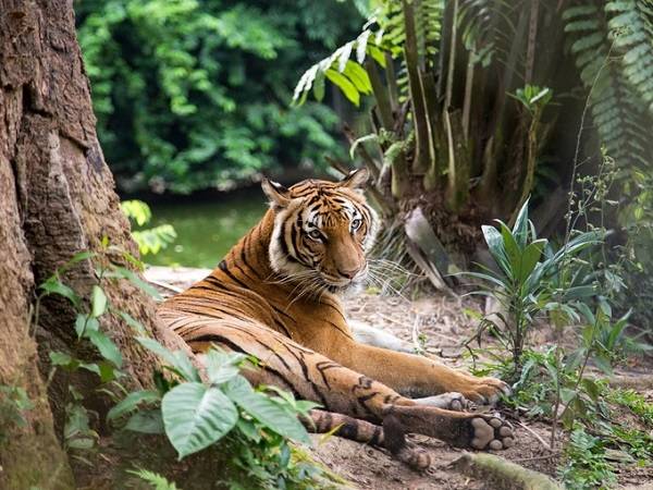 "Mục sở thị" loài hổ Malayan quý hiếm trong vườn Quốc gia Taman Negara và Khu bảo tồn rừng Guno ở Jeli là một trong những trải nghiệm thú vị khi du lịch Malaysia.