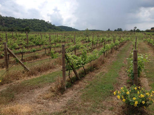 Những cánh đồng nho trải dài trong thung lũng rượu vang.