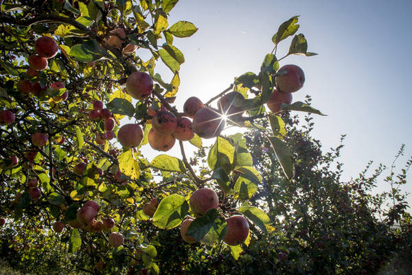 Mặt trời rọi chiếu trên những quả táo hồng đang chờ thu hoạch tại làng Mudgley, hạt Somerset, Anh. Ảnh: Matt Cardy/Getty