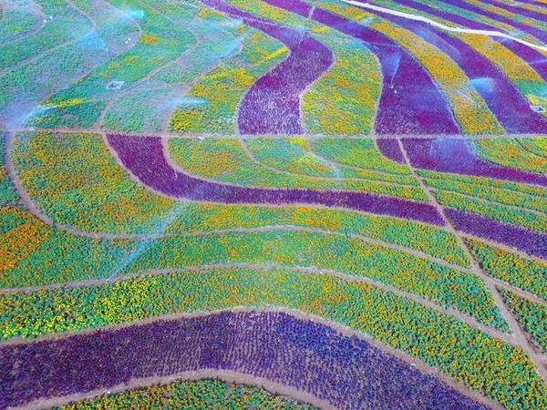 Tỉnh Quý Châu (phía Nam Trung Quốc) là nơi trồng nhiều loại hoa. Thời điểm tháng 9-11 là lúc biển hoa nhiều màu sắc vàng - tím tạo nên bức tranh sống động.