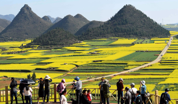 Mùa xuân là khoảng thời điểm rất nhiều du khách đổ đến Luoping, một huyện thuộc tỉnh Vân Nam, Trung Quốc để có thể tận mắt ngắm nhìn và chụp ảnh những cánh đồng hoa cải vàng tươi trải dài bất tận.