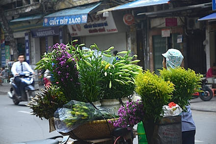 Giá hoa loa kèn năm nay cũng không chênh nhiều so với hằng năm. Giá bán lẻ ờ ngoài dao động từ 30.000 đến 40.000 đồng/bó 10 bông.