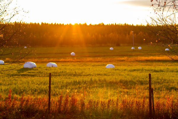 Tiết trời sang thu, những thảm lá chuyển màu cũng là mùa thu hoạch nông sản ở Phần Lan. Cỏ khô được người nông dân đóng thành từng bọc trắng, lưu trữ làm thức ăn cho động vật chăn thả trong mùa lạnh.
