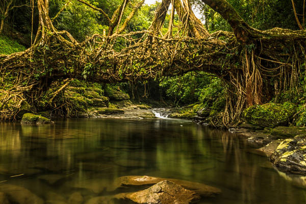 7. Rừng Maghalaya ở Ấn Độ có vẻ đẹp hùng vĩ lạ thường với những rễ cây mọc vắt ngang con sông, vặn xoắn vào nhau trong suốt mấy thập kỷ tạo thành những cây cầu bằng rễ cây sống.
