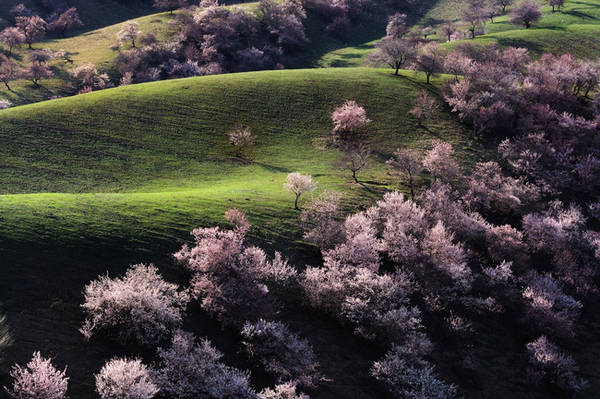 8. Nằm ở dải đất xa xôi hẻo lánh nhất của tỉnh Tứ Xuyên, Trung Quốc là Thung lũng cây mận, một khu rừng rộng lớn trồng toàn cây mận. Cứ mỗi mùa xuân, những bông hoa mận trắng và hồng nhuộm màu cho thung lũng, khiến nơi đây trở thành cảnh tiên của hạ giới.
