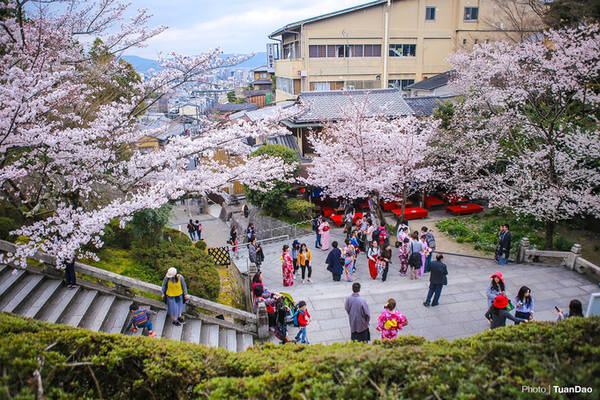 Là một trong số ngôi chùa cổ còn giữ lại được từ thời kỳ Nara (năm 710 - 794), Kiyomizu Dera (hay Thanh Thủy Tự) có diện tích rộng lớn với kiến trúc thiết kế đặc biệt luôn thu hút du khách. Thời điểm hoa anh đào nở rộ được coi là mùa cao điểm tham quan của ngôi chùa khi lượng khách lúc nào cũng đông đúc.