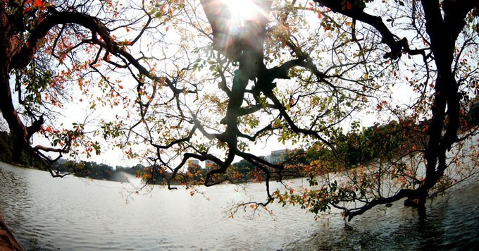 Một trong những cây lộc vừng cổ thụ nằm ở bờ Hồ Gươm đổi màu lá vàng rực tạo nên khung cảnh lãng mạn.