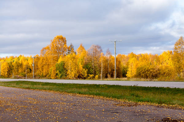 Màu lá thu, hay "ruska" theo cách gọi của người dân địa phương, là hiện tượng thiên nhiên ngoạn mục ở Phần Lan khi cảnh quan phía Bắc của đất nước thuộc bán đảo Scandinavia này được phủ các tông màu ấm rất sâu mà rất đỗi mềm mại.