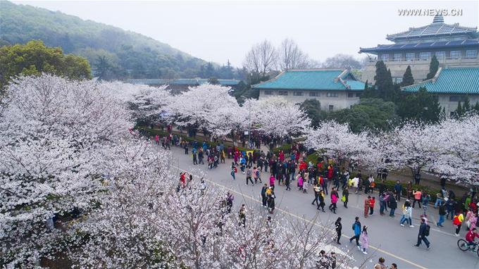 Đại học Vũ Hán ở tỉnh Hồ Bắc, miền Trung Trung Quốc, được lựa chọn là một trong những điểm ngắm hoa tuyệt mỹ nhất ở đất nước tỷ dân. Chính quyền thành phố thậm chí còn tổ chức một lễ hội ngắm hoa ngay trong khuôn viên trường, mở cửa đón du khách thập phương