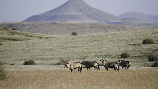Trekking tìm tê giác ở Namibia Cùng với các chuyên gia từ tổ chức "Bảo vệ tê giác", du khách sẽ bắt đầu hành trình từ trước khi mặt trời mọc ở khu cắm trại tê giác nằm tại vùng hoang mạc rộng lớn của Namibia. Chuyến đi cho du khách trải nghiệm khám phá tự nhiên, tìm hiểu về các loài động thực vật đang bị đe dọa. Ảnh: Desert Rhino Camp.