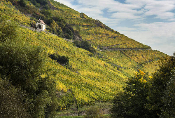 Vườn nho vào mùa thu hoạch được nhìn từ phía xa xa ở sườn đồi Vieux-Thann thuộc miền đông nước Pháp. Ảnh: Patrick Hertzog/AFP/Getty