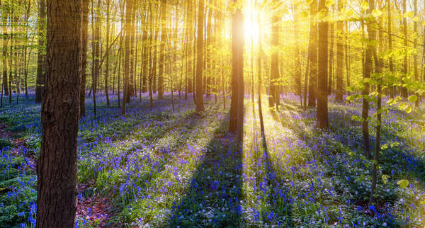 10. Khu rừng Hallerbos ở Bỉ nổi tiếng thế giới vì cứ mỗi khi mùa xuân đến, cả nơi này lại bừng nở với sắc xanh của hoa chuông xanh.