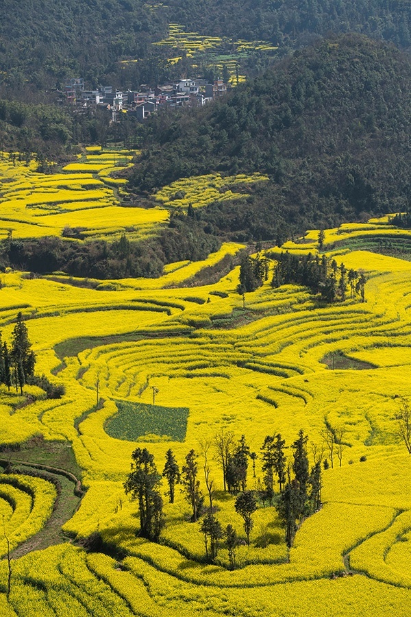 Những cánh đồng hoa cải nổi bật giữa khung cảnh núi non điệp trùng của tỉnh Vân Nam. Cánh đồng hoa cải ở Luoping được xem là cánh đồng hoa cải rộng lớn nhất, đẹp và quyến rũ nhất tại Trung Quốc.