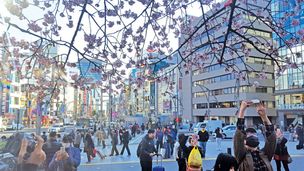 Hoa anh đào khoe sắc tại thủ đô Tokyo