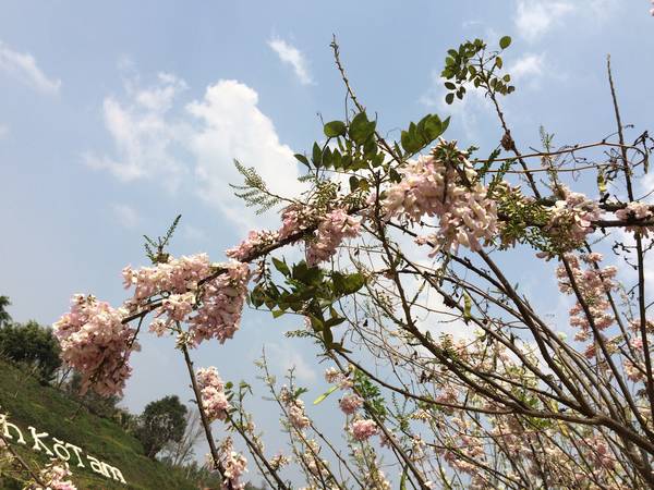 Các loài hoa đua nhau khoe sắc dọc theo bờ hồ Ko Tam