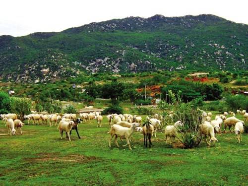Dê chăn thả trên sườn núi Ninh Bình