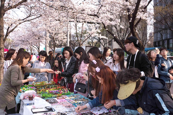 Lễ hội mùa xuân Yeongdeungpo Yeouido (đầu tháng 4) Nếu bạn không muốn rời khỏi Seoul, lễ hội này sẽ là lựa chọn thích hợp cho bạn vì quận Yeongdeugpo nằm ngay ở khu vực tây nam của thủ đô. Dọc theo khu vực đảo Yeouido (nằm giữa sông Hàn chảy qua Seoul) bạn có thể tham quan ngắm hoa từ 18.000 cây anh đào 30 - 35 tuổi nằm dọc sông Hàn. Mỗi năm quận Yeongdeugpo đều tổ chức các sự kiện thú vị, mới mẻ để thu hút khách tới lễ hội mùa xuân. Ảnh: funtastickorea.
