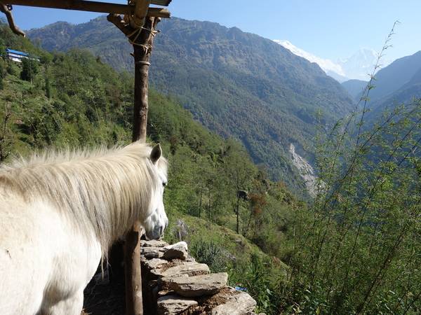 Ngựa bạch và đỉnh Annapurna south