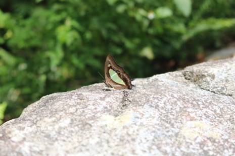  Một con bướm chọn cho mình vị trí yên tĩnh trên mỏm đá.