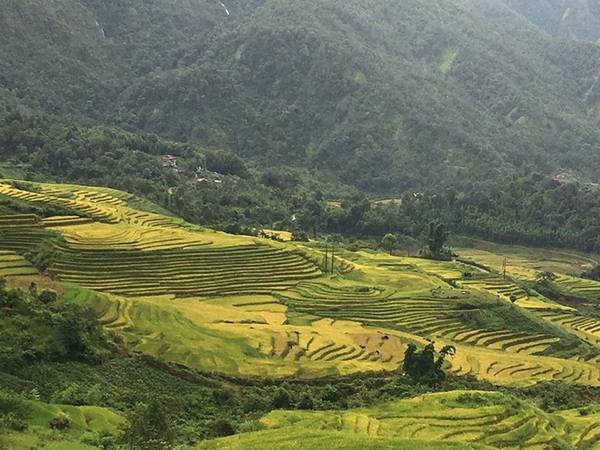 Mường Hum ở Bát Xát cũng là điểm "săn lúa" được yêu thích ở Lào Cai. Ảnh được phượt thủ Nguyễn Trung cập nhật ngày 3/9. Anh cho biết ở đây nhiều chỗ người dân đã gặt.