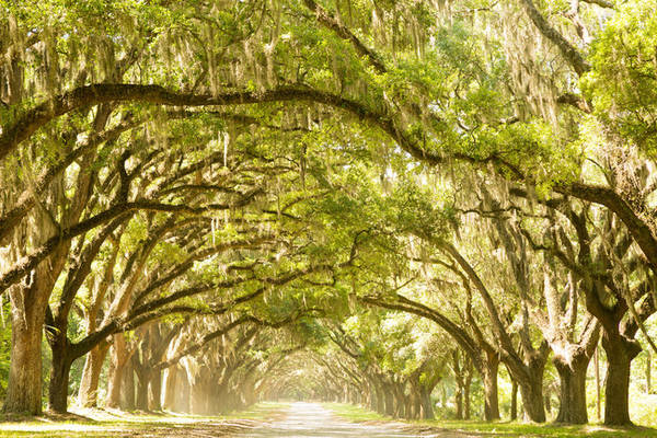 6. Thành phố Savannah xin đẹp ở Greorgia xứng đáng với danh hiệu Thành phố rừng rậm bởi rất nhiều thân sồi khổng lồ phủ rong rêu tạo thành một mái vòm vòng cung che rợp các con đường.