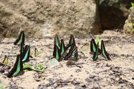 Những con bướm xinh đẹp với màu sắc rực rỡ trên cánh thu hút sự tò mò của du khách từ phương xa tới đây.