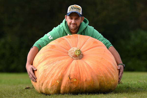  Richard Mann ôm trái bí ngô khổng lồ 310,7 kg, đây là trái lớn nhất giành chiến thắng trong một cuộc thi rau củ to được tổ chức tại Harrogate, Anh. Ảnh: Oli Scarff/AFP/Getty