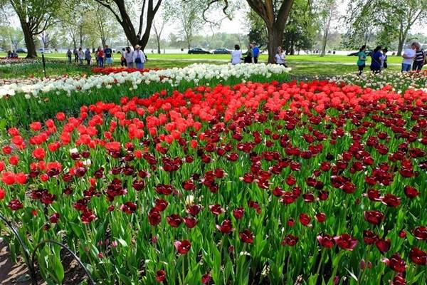 Mùa hè, ở thủ đô Ottawa có nhiều công viên đẹp bởi hoa tulip bung nở, bạn nên ghé qua.