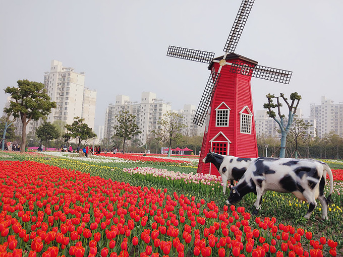 Hoa tulip: Được trồng nhiều nhất ở công viên Đại Ninh. Thường niên, vào tháng 4 tại công viên này sẽ tổ chức lễ hội hoa Tulip.