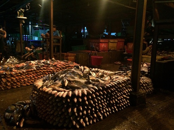 Những con hàng cá tươi rói được xếp đẹp mắt để khách mua sỉ - Ảnh: Bông Mai