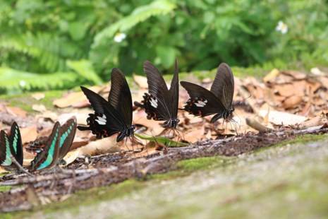 Từ sáng sớm, những con bướm thuộc nhiều loài, đủ màu sắc đã rủ nhau về đậu trên các mỏm đá ven đường.