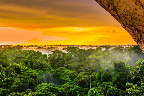 5. Trải dài từ lãnh thổ Barazil, Colombia cho đến Peru, Amazon là một trong những khu rừng rậm nhiệt đới lớn nhất trên thế giới với hơn 300 loài động vật có vú, hơn 1800 loài chim (tương đương với 1/3 loài chim tồn tại trên thế giới).