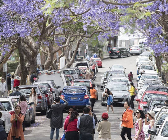 Những ngày này, hoa jacaranda (phượng tím) đang nở rộ ở Sydney, Australia. Nhiều khách du lịch đổ xô đến các đường phố có loài hoa này để chiêm ngưỡng, chụp ảnh. Giao thông ở phố McDougall ở khu Kiribili, Sydney bị tắc nghẽn khi khách du lịch đến từ châu Á tới chụp ảnh dưới những cây jacaranda.