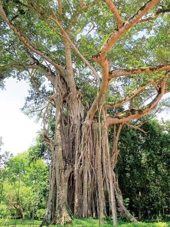 Một trong những cây đa đẹp nhất Việt Nam
