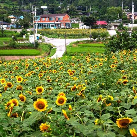 Cứ đến tháng 8, người dân Hàn Quốc lại đổ xô tới tham quan, ngắm cảnh tại ngôi làng ở huyện Yangpyeong, tỉnh Gyeonggi - nơi diễn ra lễ hội hoa hướng dương nổi tiếng.