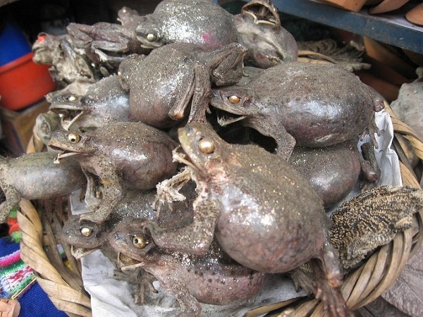 Những giỏ ếch khô Aymara khiến du khách rợn gai ốc lại được người Bolivia tin rằng đem lại sự giàu có, sung túc - Ảnh: Revolution_Ferg