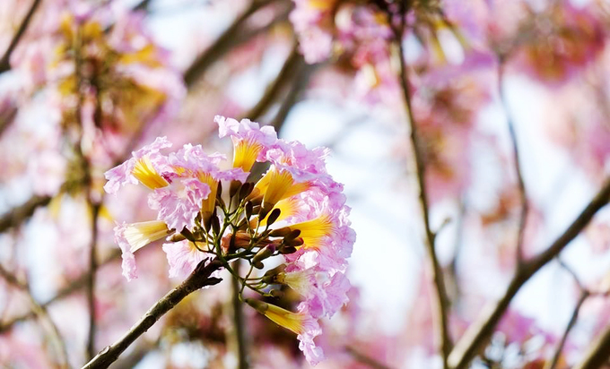 Giống hoa này có nguồn gốc từ châu Mỹ, thuộc họ Đinh, có tên khoa học là Tabebuia Rosea. Cây mọc tán hình dù và hoa có hình chuông khi nở bung, mọc thành từng chùm. Ảnh: Lê Hoàng.