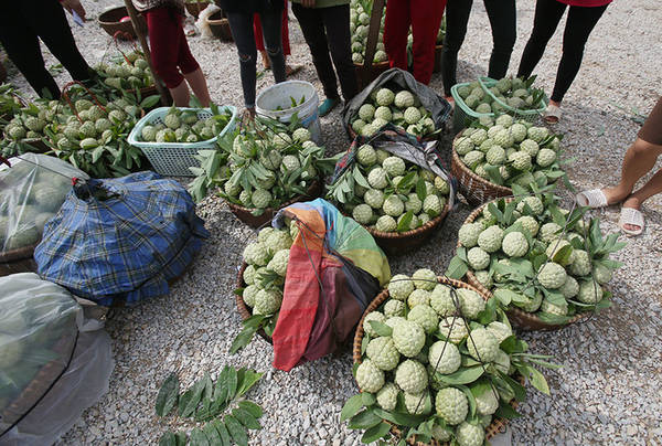Người dân đưa na xuống chợ để bán buôn, mỗi sọt na như vậy nặng từ 20 đến 25 kg. Giá na đầu mùa dao động từ 30.000 đến 80.000 đồng/kg.