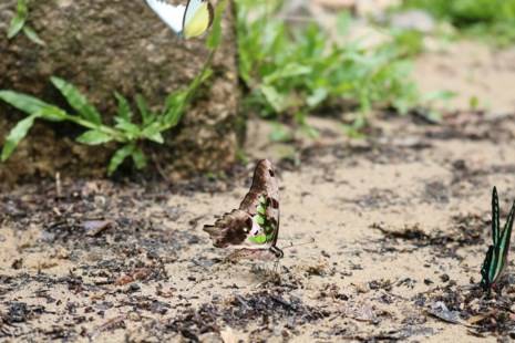  Một chú bướm với đôi cánh đẹp điểm những đốm màu xanh lục và những chiếc chân nhỏ màu hồng.