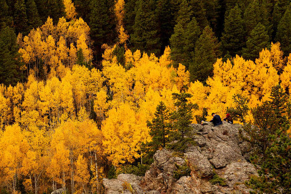 Rừng cây Aspen chuyển lá vàng rực gần khu vực Nederland, bang Colorado, Mỹ. Ảnh: Rick Wilking/Reuters
