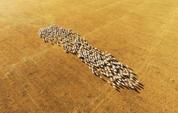 Cánh đồng lúa bậc thang uốn lượn như tranh vào mùa thu hoạch ở thành phố Quý Dương, tỉnh Quý Châu. Tháng 10-11 là "mùa vàng" thu hoạch lúa ở các tỉnh phía Nam Trung Quốc như Vân Nam, Quảng Tây, Quý Châu.