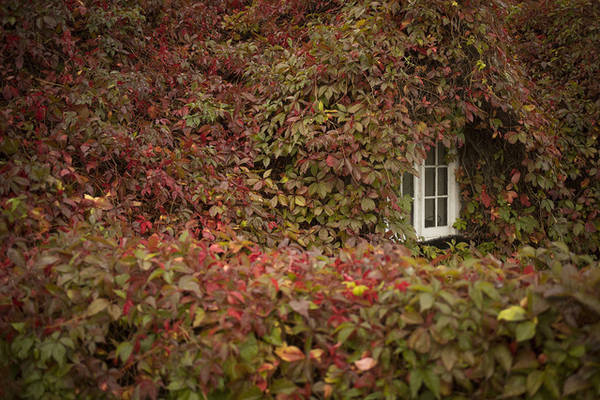 "Ô cửa mùa thu" tại Llandudno, xứ Wales. Ảnh: Christopher Furlong/Getty