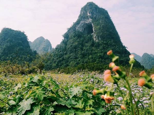 "Tuyệt tình cốc" ở Cao Bằng còn có điểm đặc biệt là "núi thủng", một ngọn núi có lỗ hổng lớn, nằm giữa thung lũng hoa dại.