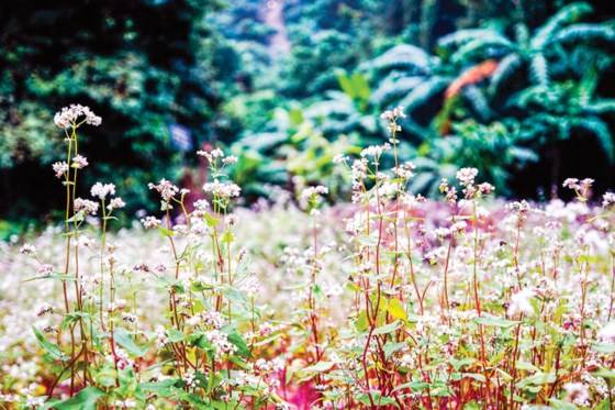 Du khách còn bất ngờ khi khám phá ra đồi hoa tam giác mạch giữa rừng núi Ba Vì. 